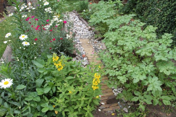 FMD_schulgarten02 – Freie Montessori Schule Darmstadt – Lust am Lernen